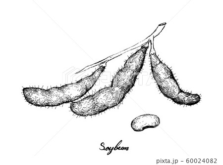 Hand Drawn of Delicious Fresh Soybeans 60024082