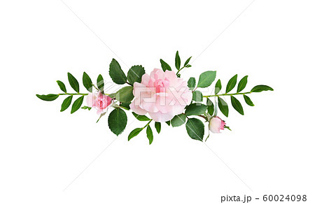 Pink rose flowers in a line arrangement 60024098