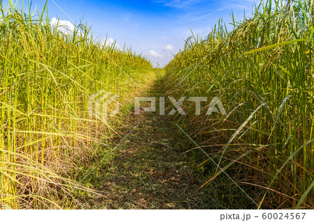 Rice fields in northern Thailand 60024567
