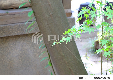 緑色のもみじ 60025076