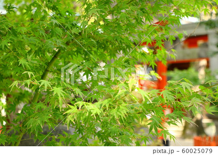 緑色のもみじ 60025079