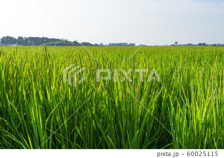 稲 雫 若い (8月) 稲 雫 若い (8月) 60025115