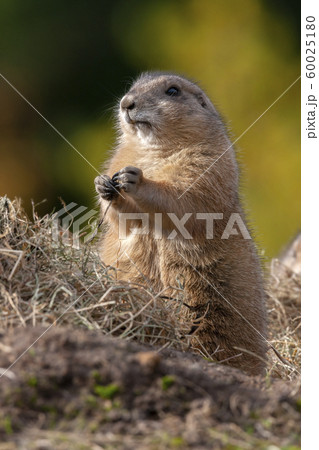 Columbian Ground Squirrel - Canada 60025180