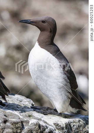 Guillemot - Island of Lunga - Scotland 60025203