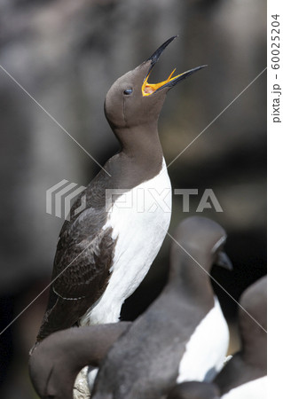 Guillemots - Island of Lunga - Scotland 60025204