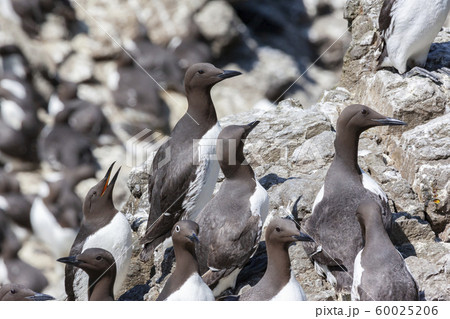 Colony of Guillemots - Island of Lunga - Scotland 60025206