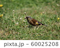 カワラヒワ 60025208