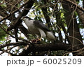 オオタカ　成鳥 60025209