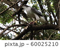 オオタカ　食事 60025210