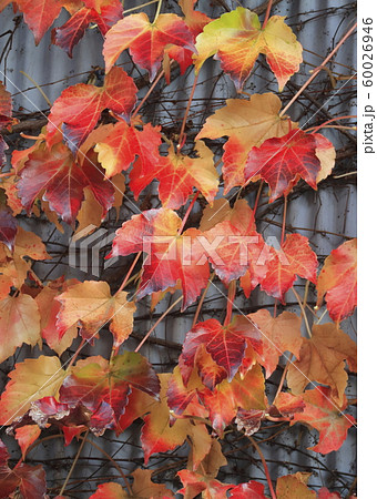 壁にかかる蔦(ツタ)の紅葉 壁にかかる蔦(ツタ)の紅葉 60026946