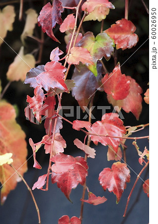 壁にかかる蔦(ツタ)の紅葉 壁にかかる蔦(ツタ)の紅葉 60026950
