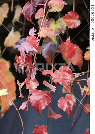 壁にかかる蔦(ツタ)の紅葉 壁にかかる蔦(ツタ)の紅葉 60026951