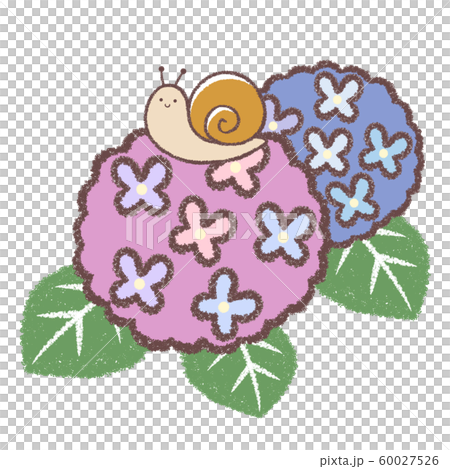 アジサイとカタツムリ 60027526