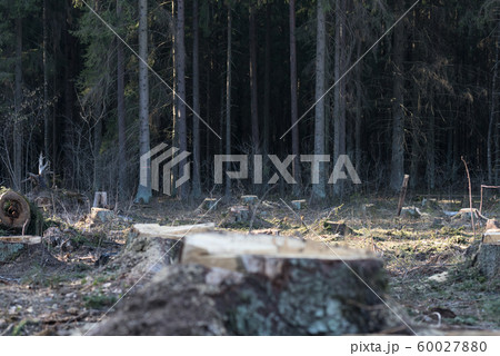 Deforestation in Europe and around the world, environmental problems destruction of nature Deforestation in Europe and around the world, environmental problems destruction of nature 60027880