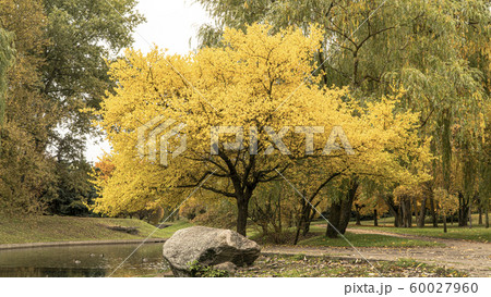 autumn Park in the morning with fallen leaves from the first frost 60027960