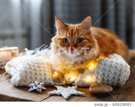 Cute ginger cat is lying on white knitted sweater. Fluffy pet on wooden table with light bulbs and Christmas decorations. Scandy style. Preparation for New Year celebration. 60028085