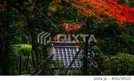 紅葉の旧竹林院 60029020