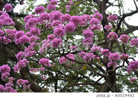 イッペー・ローショ(紫)の花 イッペー・ローショ(紫)の花 60029462
