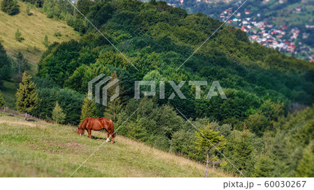 Beautiful autumn scenery with horse on the Carpathian Mountains, Ukraine. 60030267