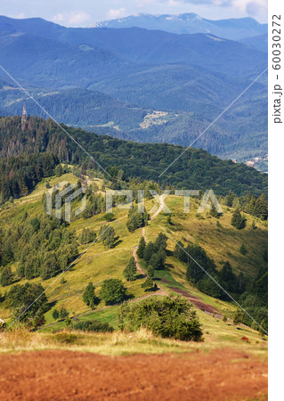 Beautiful mountain forest landscape The Carpathians Ukraine 60030272