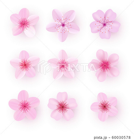 Realistic Pink Sakura Petals Icon Set Cherry のイラスト素材