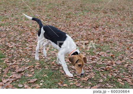 Estonian hound puppy is walking in the autumn park 60030664