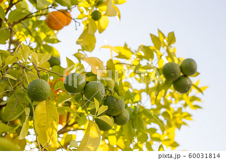 Green and orange Citrus aurantium. Close-up of green citrus fruit, natural background. Nature concept. Oranges in greenery on tree branches Green and orange Citrus aurantium. Close-up of green citrus fruit, natural background. Nature concept. Oranges in greenery on tree branches 60031814