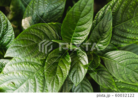 Green leaves of piperaceae green herbs. Nature summer concept. Tropical palm foliage. Piper sarmentosum Roxb, Wild Betel Leafbush , Piperaceae 60032122