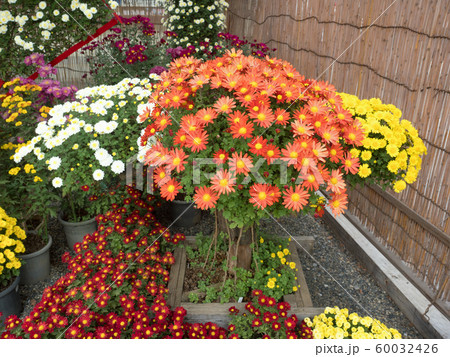 菊　木付け盆栽 60032426