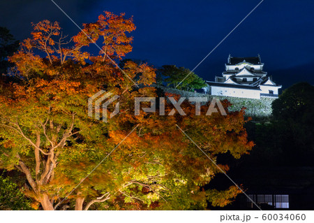ライトアップの紅葉に浮かぶ天守閣 ライトアップの紅葉に浮かぶ天守閣 60034060