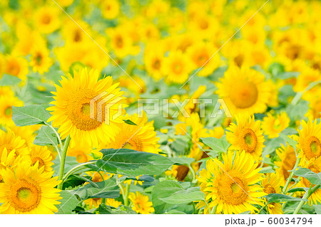向日葵 （明野ひまわり畑） 60034794