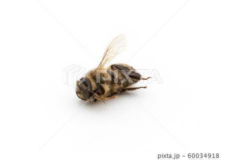 ミツバチの死骸：Dead Honeybee 60034918