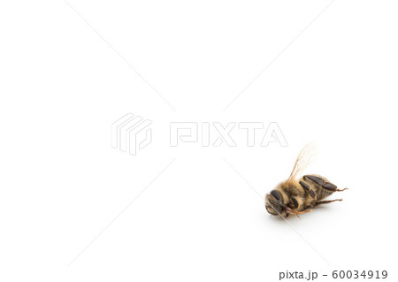 ミツバチの死骸:Dead Honeybee ミツバチの死骸:Dead Honeybee 60034919