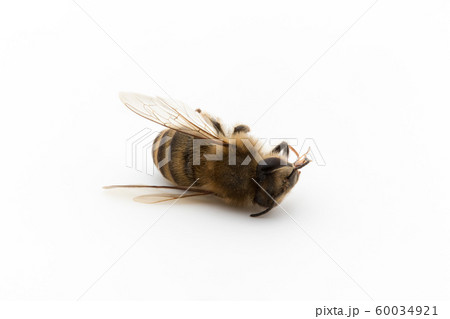 ミツバチの死骸：Dead Honeybee 60034921