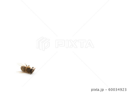 ミツバチの死骸:Dead Honeybee ミツバチの死骸:Dead Honeybee 60034923