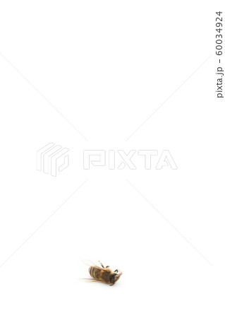 ミツバチの死骸：Dead Honeybee 60034924