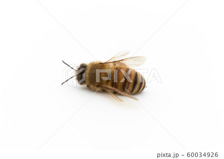 ミツバチの死骸:Dead Honeybee ミツバチの死骸:Dead Honeybee 60034926