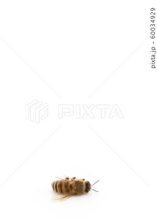 ミツバチの死骸：Dead Honeybee 60034929