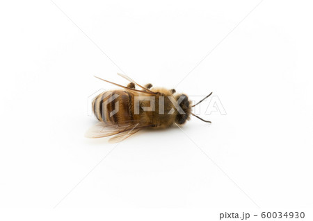 ミツバチの死骸：Dead Honeybee 60034930