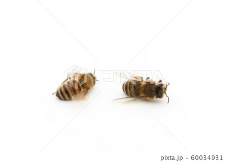 ミツバチの死骸:Dead Honeybee ミツバチの死骸:Dead Honeybee 60034931
