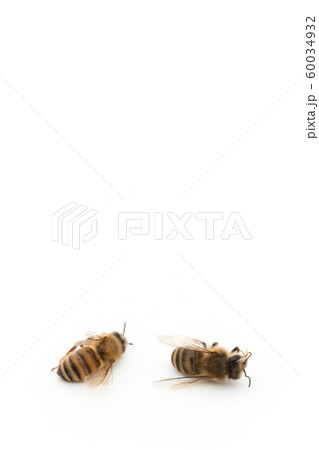 ミツバチの死骸：Dead Honeybee 60034932