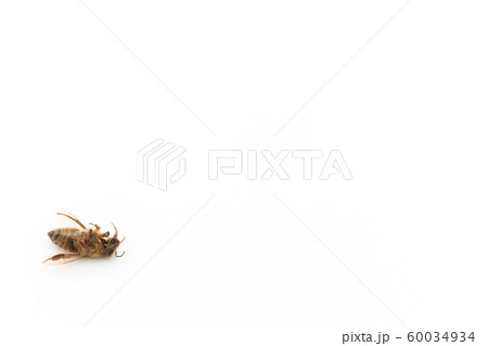 ミツバチの死骸：Dead Honeybee 60034934