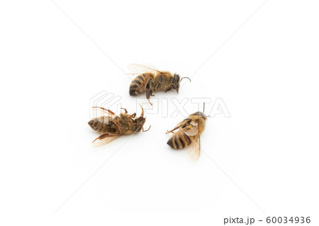 ミツバチの死骸:Dead Honeybee ミツバチの死骸:Dead Honeybee 60034936