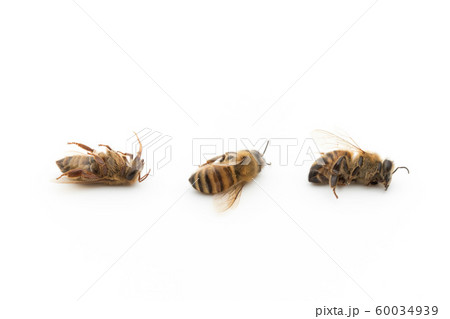 ミツバチの死骸:Dead Honeybee ミツバチの死骸:Dead Honeybee 60034939