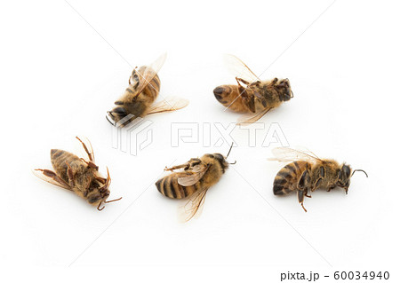 ミツバチ セイヨウミツバチ | 我が家の庭の生き物たち （都内の小さな庭で