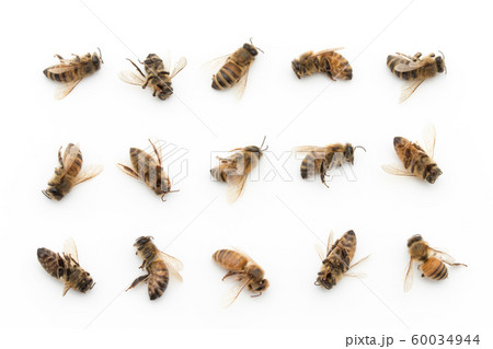 ミツバチの死骸:Dead Honeybee ミツバチの死骸:Dead Honeybee 60034944