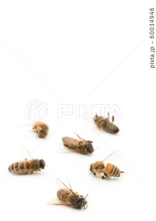 ミツバチの死骸:Dead Honeybee ミツバチの死骸:Dead Honeybee 60034946