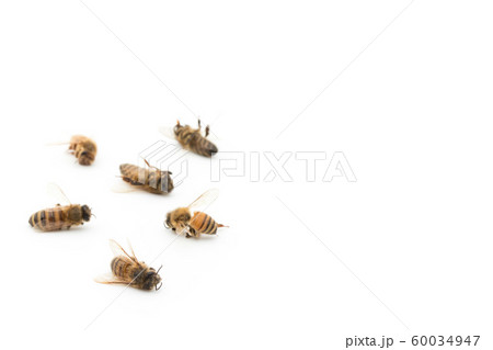 ミツバチの死骸:Dead Honeybee ミツバチの死骸:Dead Honeybee 60034947