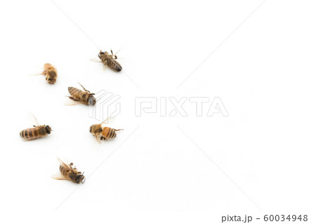 ミツバチの死骸:Dead Honeybee ミツバチの死骸:Dead Honeybee 60034948