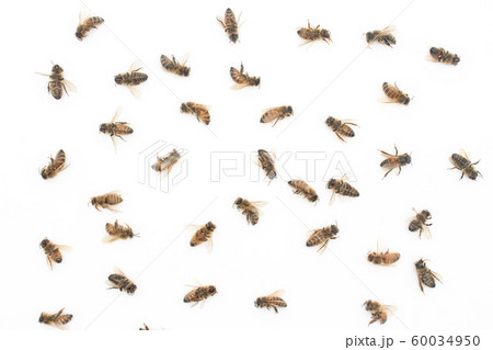 ミツバチの死骸：Dead Honeybee 60034950